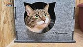 Mondo gatto