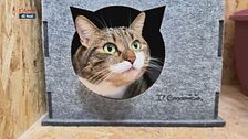 Mondo gatto