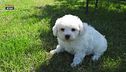 Il bichon frisé