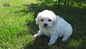 Il bichon frisé