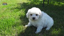 Il bichon frisé
