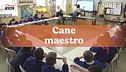 Cane maestro