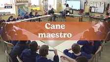 Cane maestro