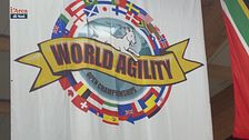 Educa-cani: Il World-Agility in Olanda