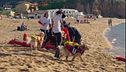 Cani da salvataggio sull'isola del Giglio