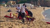 Cani da salvataggio sull'isola del Giglio