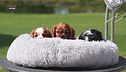 Come riconoscere le razze canine