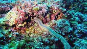 La salvaguardia degli habitat