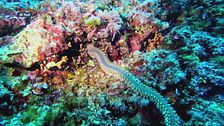 La salvaguardia degli habitat