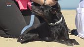 La prospettiva di vita degli animali