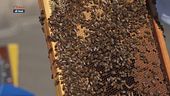 La diffusione dell'apicoltura in Italia