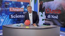 L'angolo della scienza: il geco