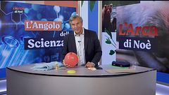 L'angolo della scienza: il geco