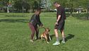 Il pet sitter