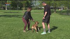 Il pet sitter