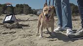 I cani da soccorso e ricerca