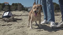I cani da soccorso e ricerca