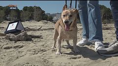 I cani da soccorso e ricerca