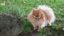 Lo spitz di Pomerania