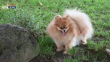Lo spitz di Pomerania