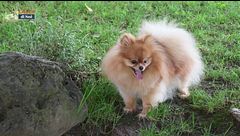 Lo spitz di Pomerania