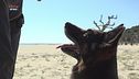 L'addestramento dei cani delle Forze dell'ordine