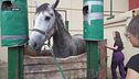 Acquistare un cavallo