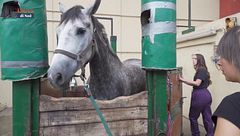 Acquistare un cavallo