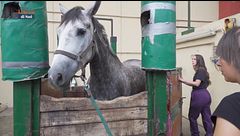 Acquistare un cavallo