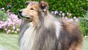 Il collie a pelo lungo