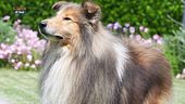 Il collie a pelo lungo