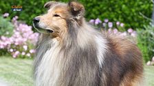 Il collie a pelo lungo