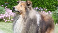 Il collie a pelo lungo