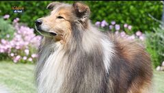 Il collie a pelo lungo