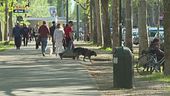 Dove trovare un pet sitter?