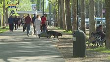 Dove trovare un pet sitter?