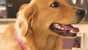 Il golden retriever