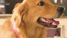 Il golden retriever