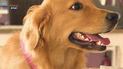 Il golden retriever