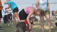 L'educa-cani: cani cross