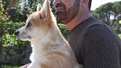 Il Corgy