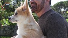 Il Corgy