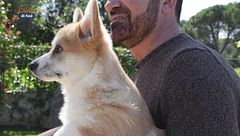 Il Corgy