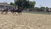Cavallo atleta