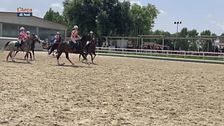 Cavallo atleta