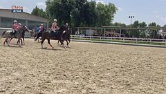 Cavallo atleta
