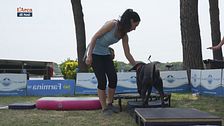 Il dog balance