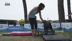 Il dog balance