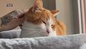 Mondo gatto