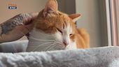 Mondo gatto